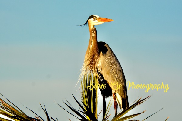 Great Blue Heron