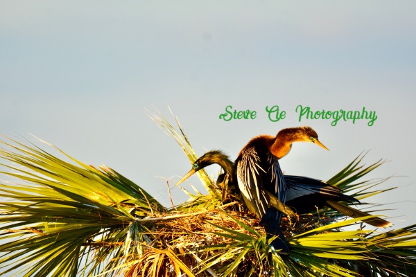 Anhinga Nest