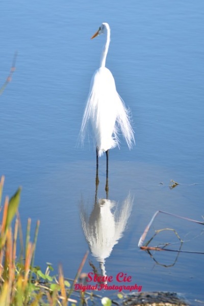 Snowy Egret