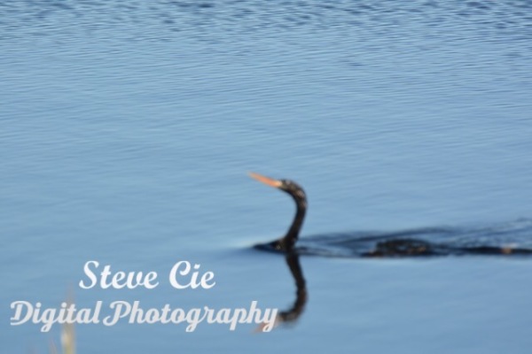 Anhinga