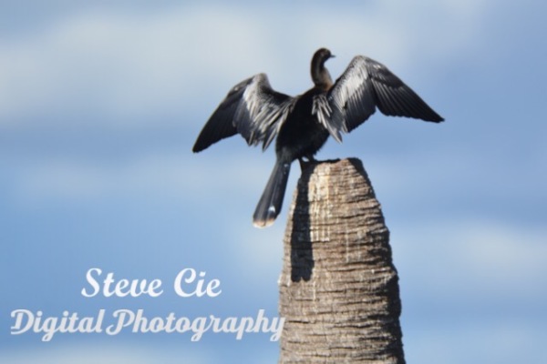 Anhinga