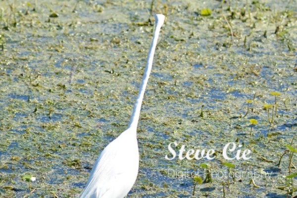 Great Egret