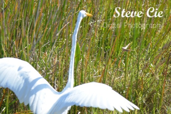 Great Egret