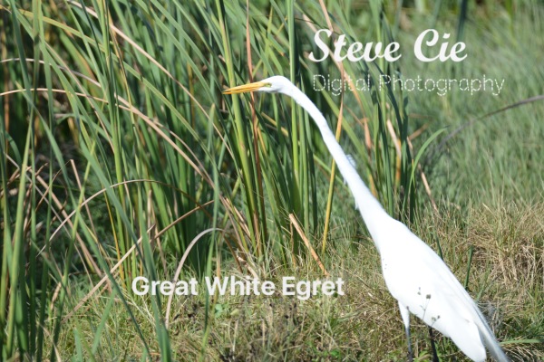 Great Egret