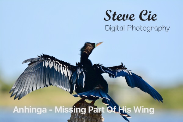 Anhinga