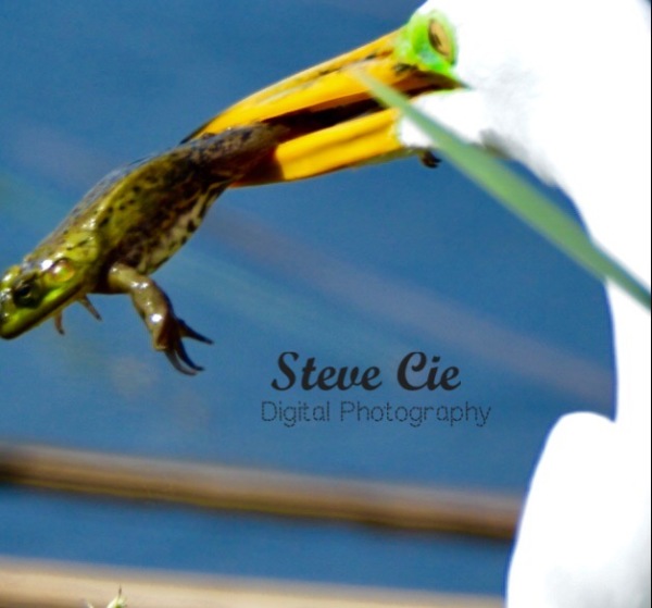 Great Egret