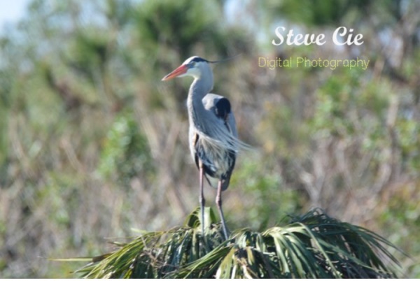 Great Blue Heron