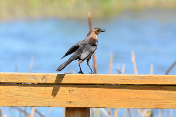 Brown Headed Cowbird