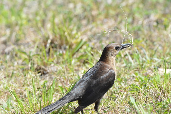 Brown Headed Cowbird