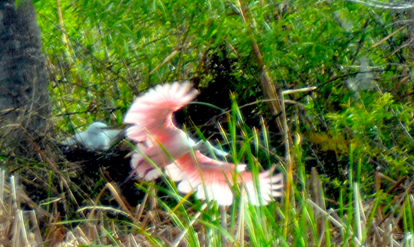 Roseate Spoonbill