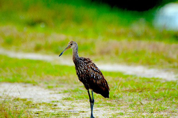 Limpkin