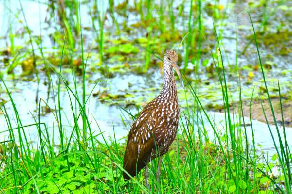 Limpkin