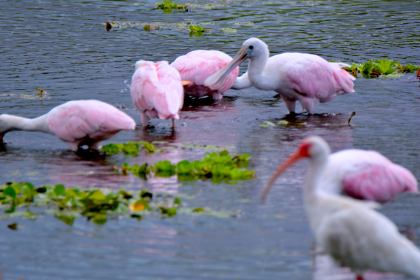 Roseate Spoonbills