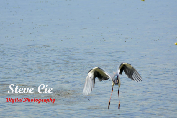 Great Blue Heron