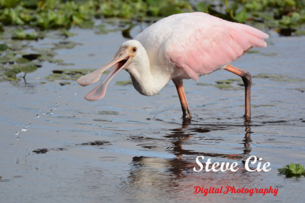 Roseate Spoonbill