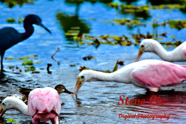 Roseate Spoonbills