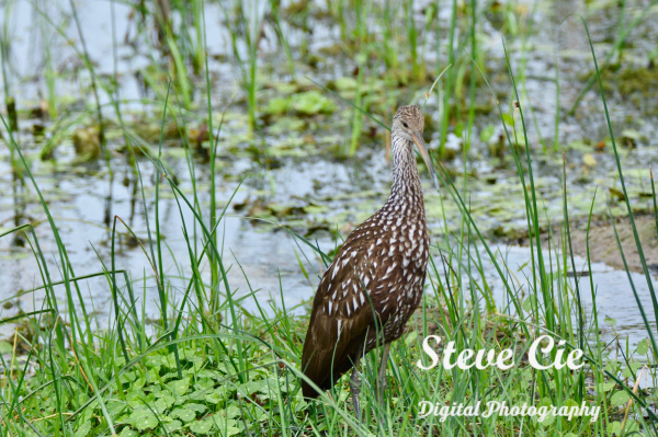 Limpkin