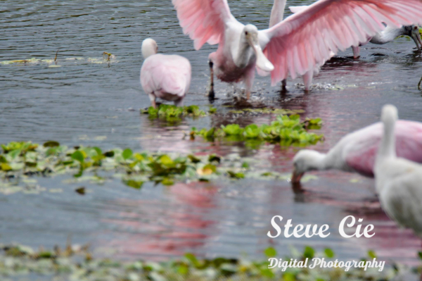 Roseate Spoonbill