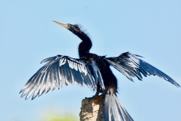 Anhinga