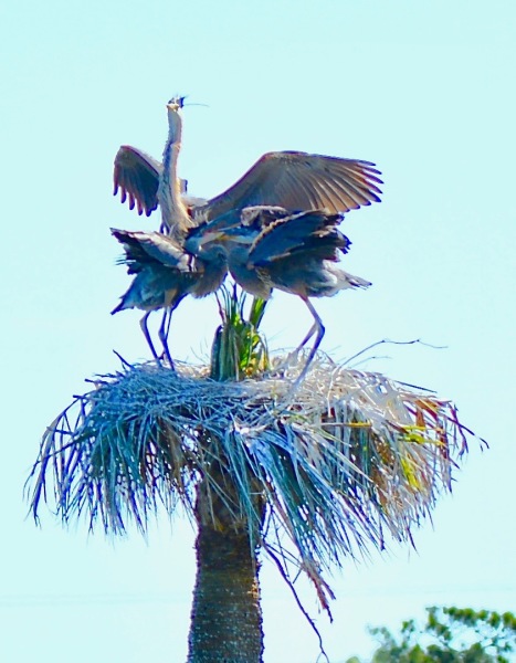 Great Blue Heron Hatchlings