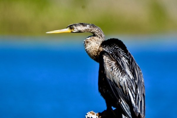 Anhinga