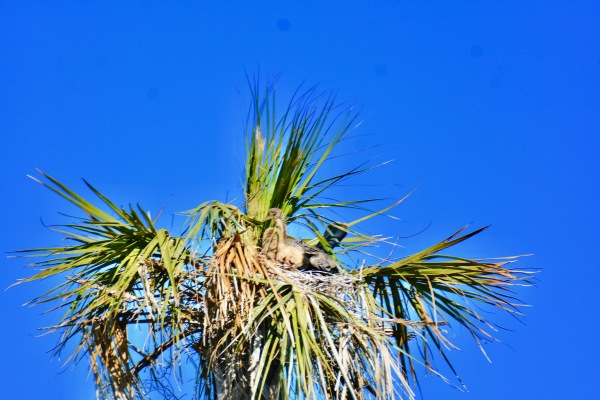 Anhinga Hatchlings