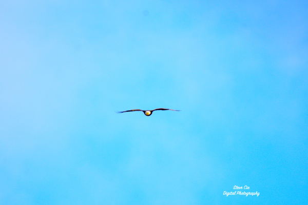 American Bald Eagle