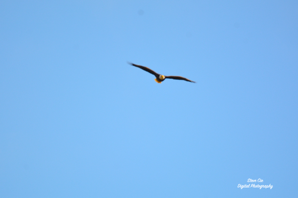 American Bald Eagle