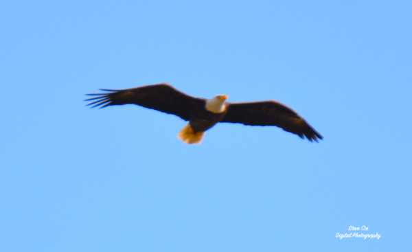 American Bald Eagle