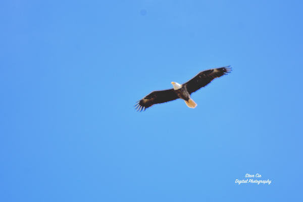 American Bald Eagle