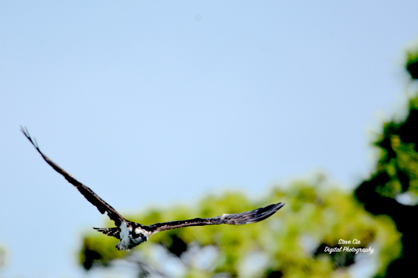 Osprey in Flight