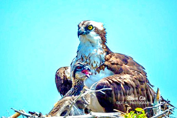 Osprey