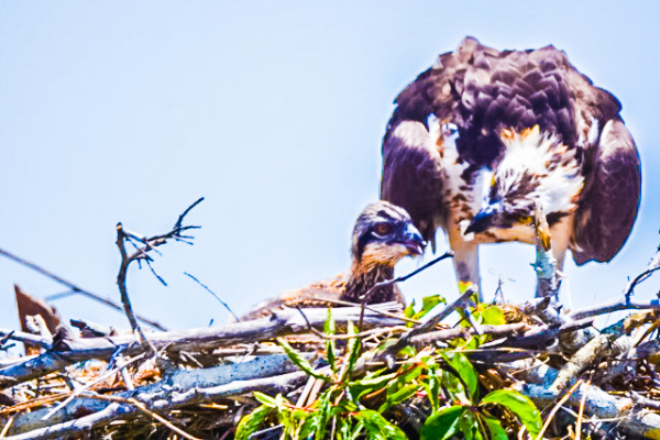 Osprey