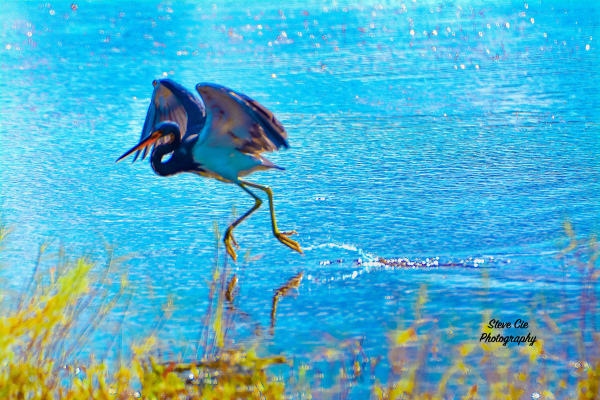 Blue Heron Dances On The Water