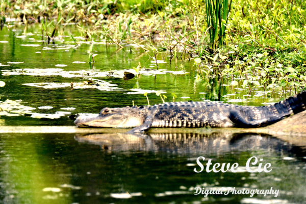 American Alligator