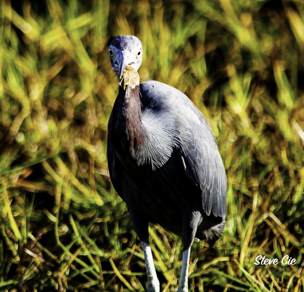 Tri Colored Heron