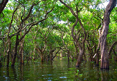 Kompong-Phluk-Mangrove-01-400x278.jpg