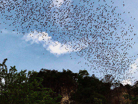 Bat-Caves-of-Phnom-Sampov-01-453x340.jpg