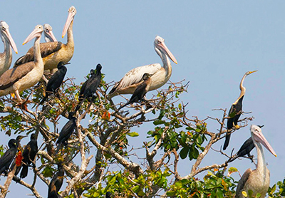 Prek-Toal-Bird-Sanctuary-02-400x278.jpg