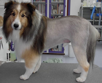 sheltie groomers near me