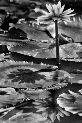 Pond Lilly