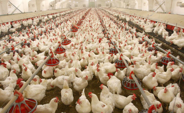 Poultry Farm