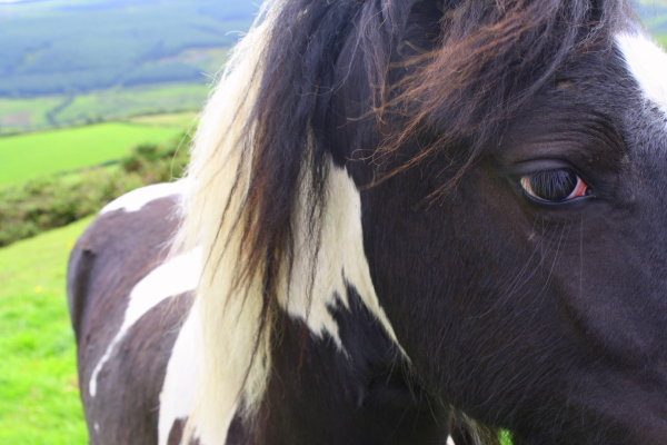 Irish Pony