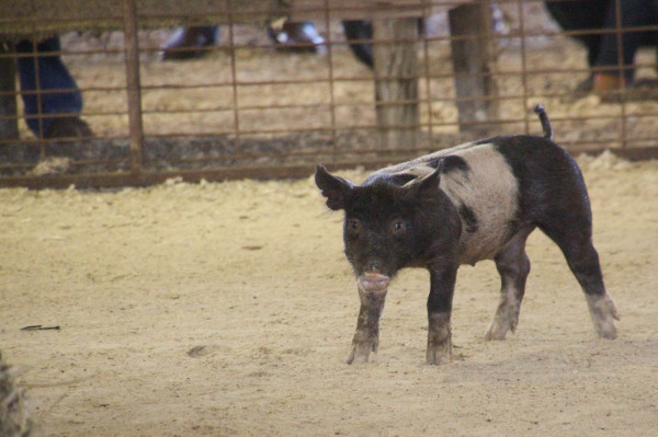 Washington County Fair