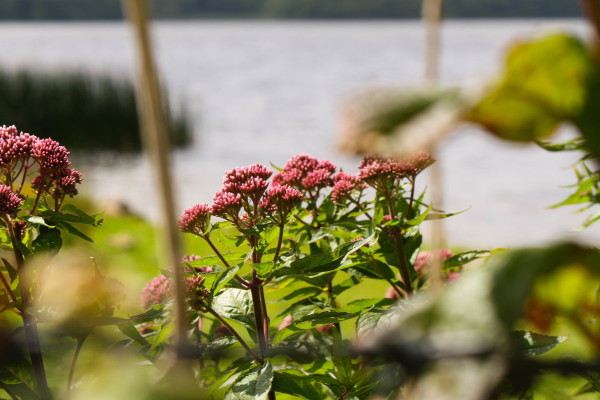 Flowers on Inchiquin