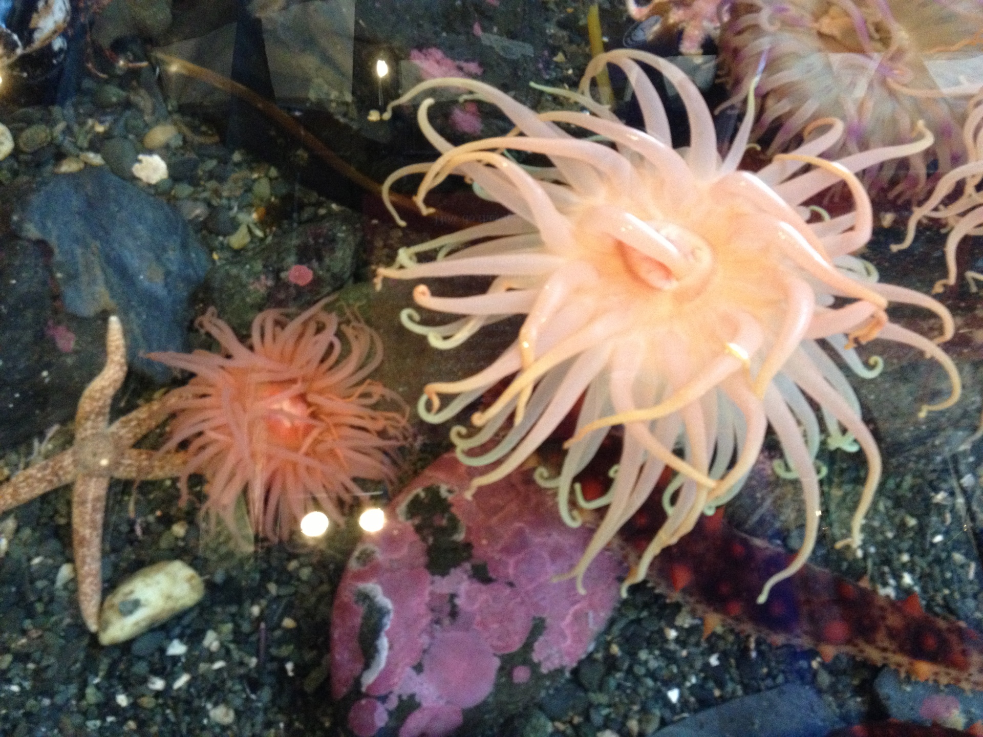 Undersea Life