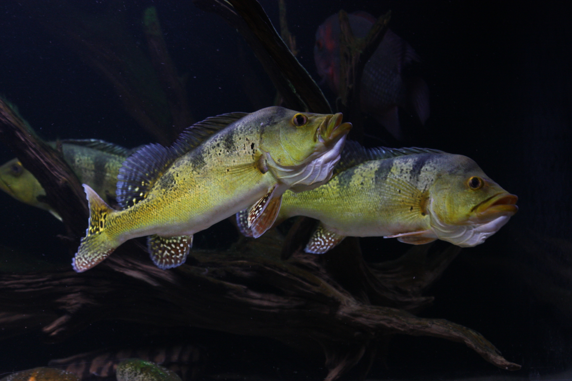Cichla Kelberi