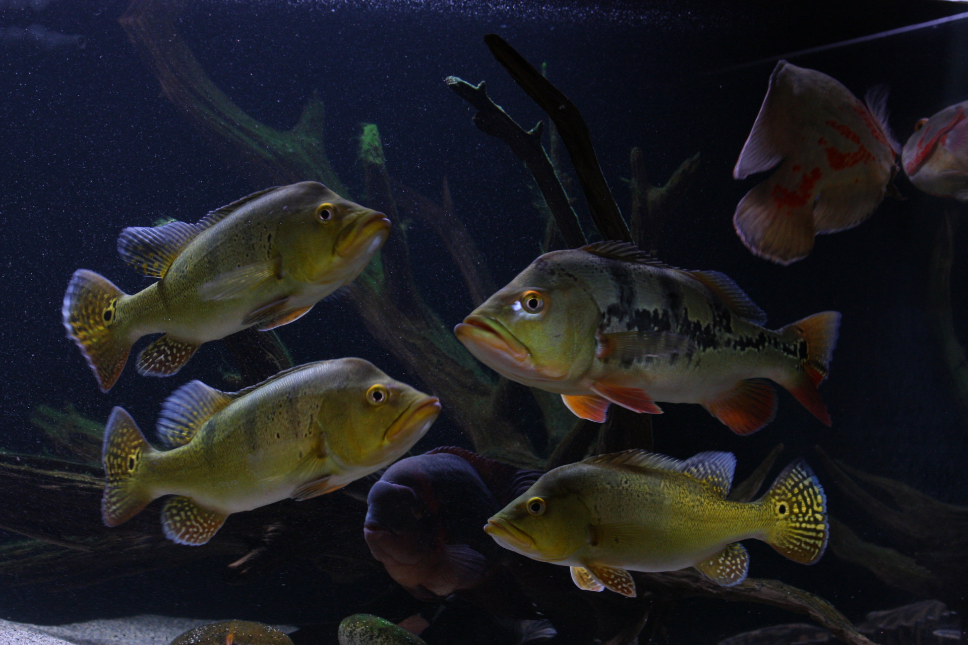 Mixed Group