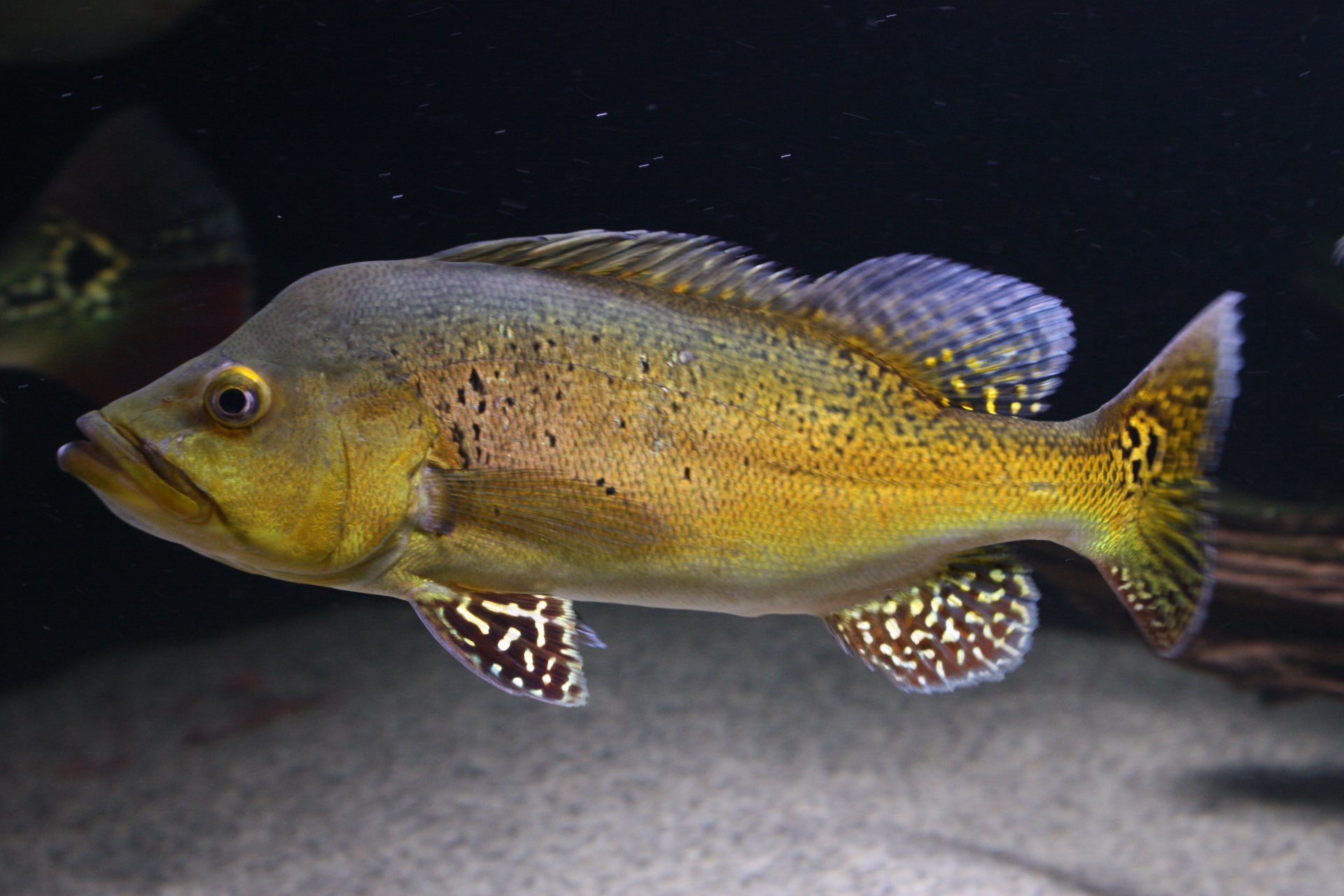 Cichla Kelberi