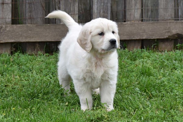 white golden retriever puppies